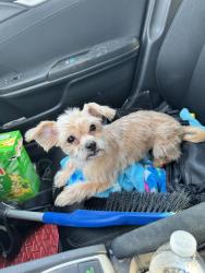 Lost Female Dog last seen Near Winfield ave , Jersey City, NJ 07305