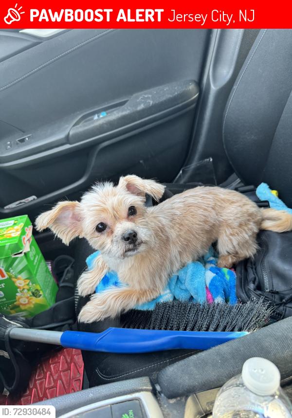 Lost Female Dog last seen Near Winfield ave , Jersey City, NJ 07305