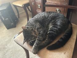 Reunited Female Cat last seen LAN-oak park, Lansing, IL 60438