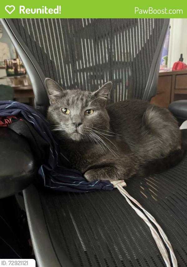 Reunited Male Cat last seen Tujunga ave and Aqua Vista, Los Angeles, CA 91602
