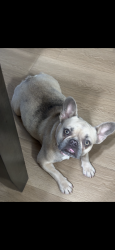 Reunited Female Dog last seen Near Guthrie Av Los Angeles CA , Los Angeles, CA 90034