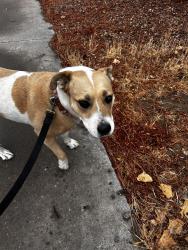 Reunited Unknown Dog last seen Flor de mayo and golde, Albuquerque, NM 87120