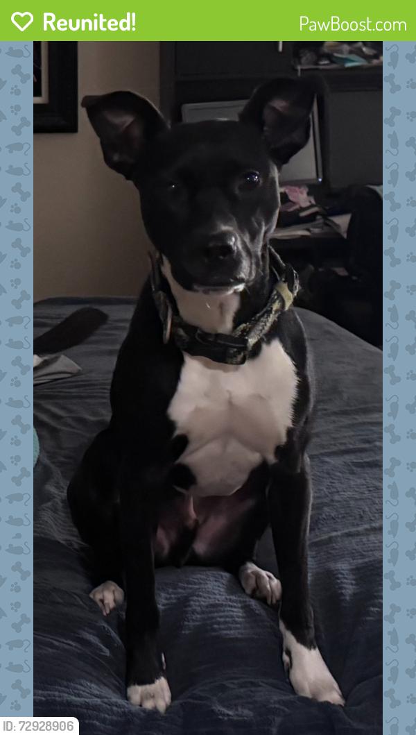 Reunited Male Dog last seen Woodridge village chasing deer, San Antonio, TX 78249