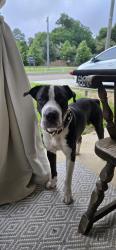 Found/Stray Male Dog last seen Topaz Ave and Ruby Ave, West Pensacola, FL 32505