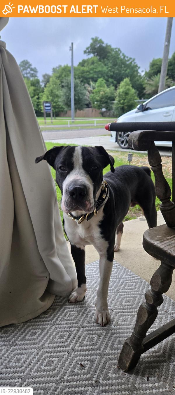 Found/Stray Male Dog last seen Topaz Ave and Ruby Ave, West Pensacola, FL 32505