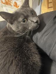 Lost Male Cat last seen t6j1p4, Edmonton, AB T6J 1P4