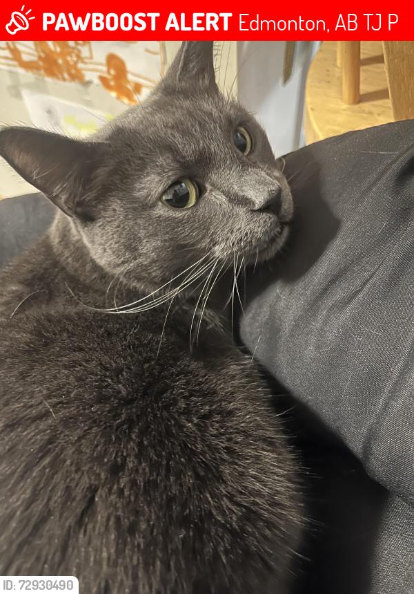 Lost Male Cat last seen t6j1p4, Edmonton, AB T6J 1P4