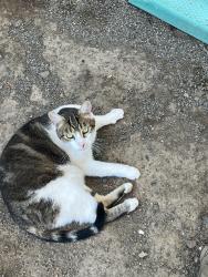 Lost Male Cat last seen Riverwood & 15th near Keizer Rapids Park, Keizer, OR 97307