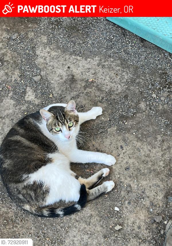 Lost Male Cat last seen Riverwood & 15th near Keizer Rapids Park, Keizer, OR 97307
