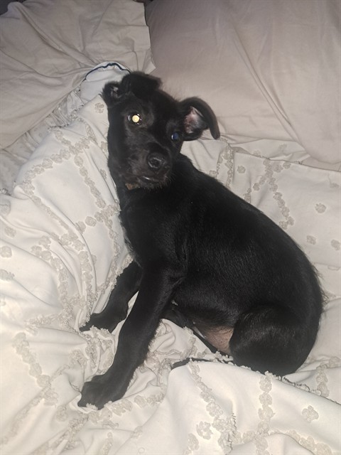 Shelter Stray Male Dog last seen Near BLOCK SIERRA AVE, San Bernardino, CA 92401