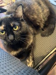 Lost Female Cat last seen North 8th Street, Stewart, Las Vegas, NV 89101