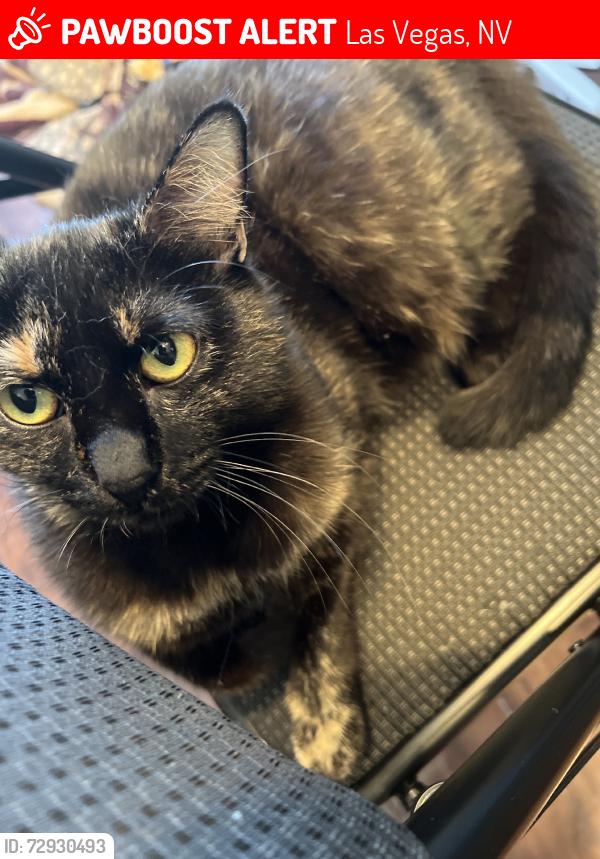 Lost Female Cat last seen North 8th Street, Stewart, Las Vegas, NV 89101