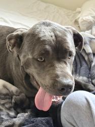 Found/Stray Unknown Dog last seen Royal oaks drive and majestic ln, Stockton, CA 95209
