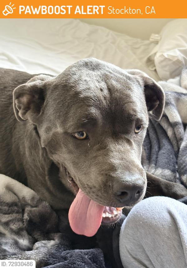 Found/Stray Unknown Dog last seen Royal oaks drive and majestic ln, Stockton, CA 95209