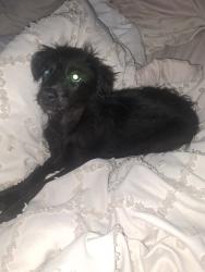 Shelter Stray Female Dog last seen Near BLOCK SIERRA AVE, San Bernardino, CA 92401