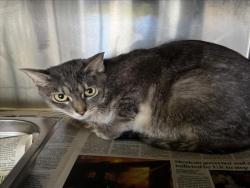 Shelter Stray Male Cat last seen , Los Angeles, CA 90047