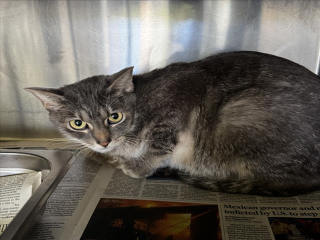 Shelter Stray Male Cat last seen , Los Angeles, CA 90047