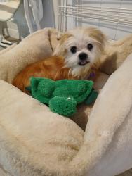 Reunited Male Dog last seen Whataburger on Highway 64 E Tyler, TX, Tyler, TX 75707