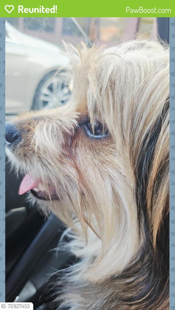 Reunited Male Dog last seen 68th St SE, Cutlerville, MI, USA, Cutlerville, MI 49548