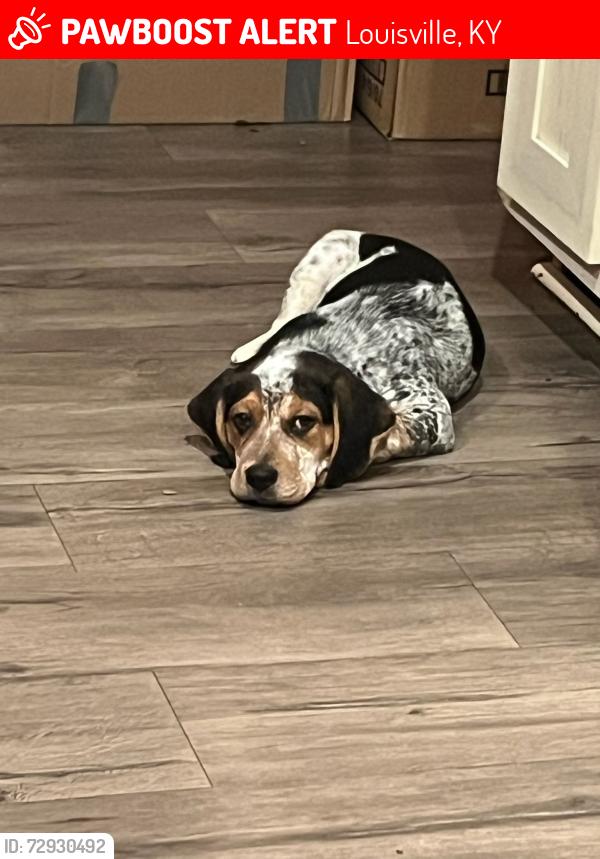 Lost Male Dog last seen Iroquois Park, Louisville, KY 40214