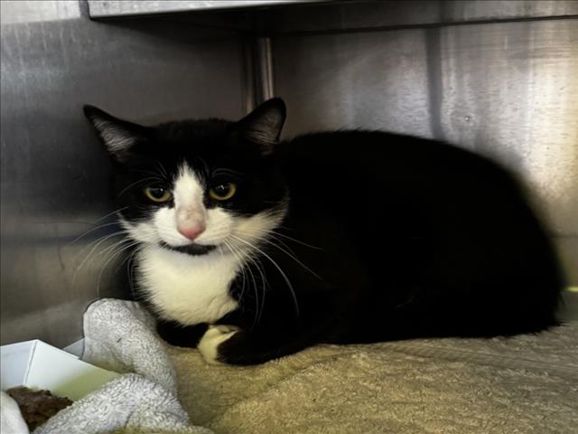 Shelter Stray Male Cat last seen , Los Angeles, CA 90047