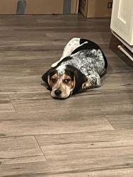 Lost Male Dog last seen Iroquois Park, Louisville, KY 40214