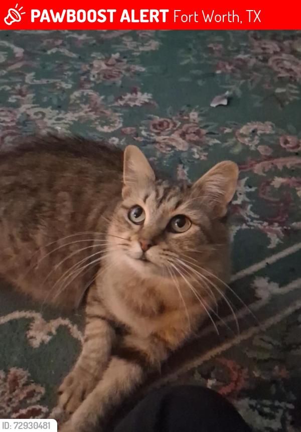 Lost Female Cat last seen The cassidy at western hills apmts , Fort Worth, TX 76116