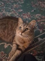 Lost Female Cat last seen The cassidy at western hills apmts , Fort Worth, TX 76116