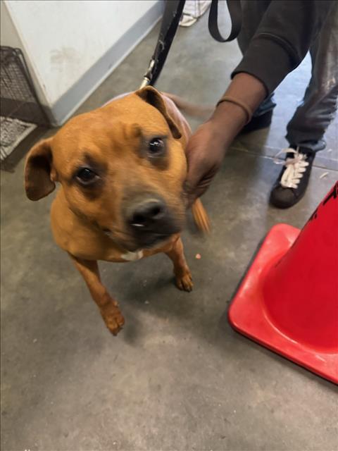 Shelter Stray Female Dog last seen , Los Angeles, CA 90047