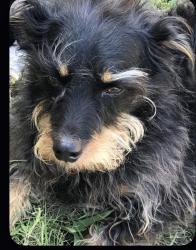 Reunited Male Dog last seen Near N Flag St , Pharr, TX 78577