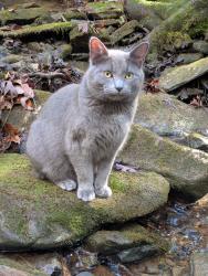 Lost Male Cat last seen Thomas Springs Cemetery , Crossville, TN 38572