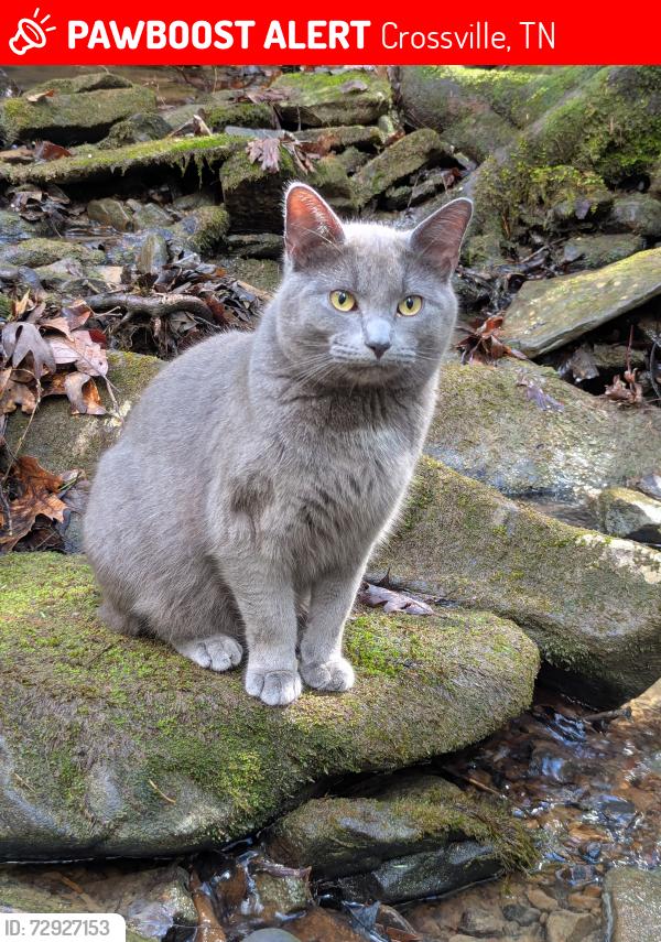 Lost Male Cat last seen Thomas Springs Cemetery , Crossville, TN 38572