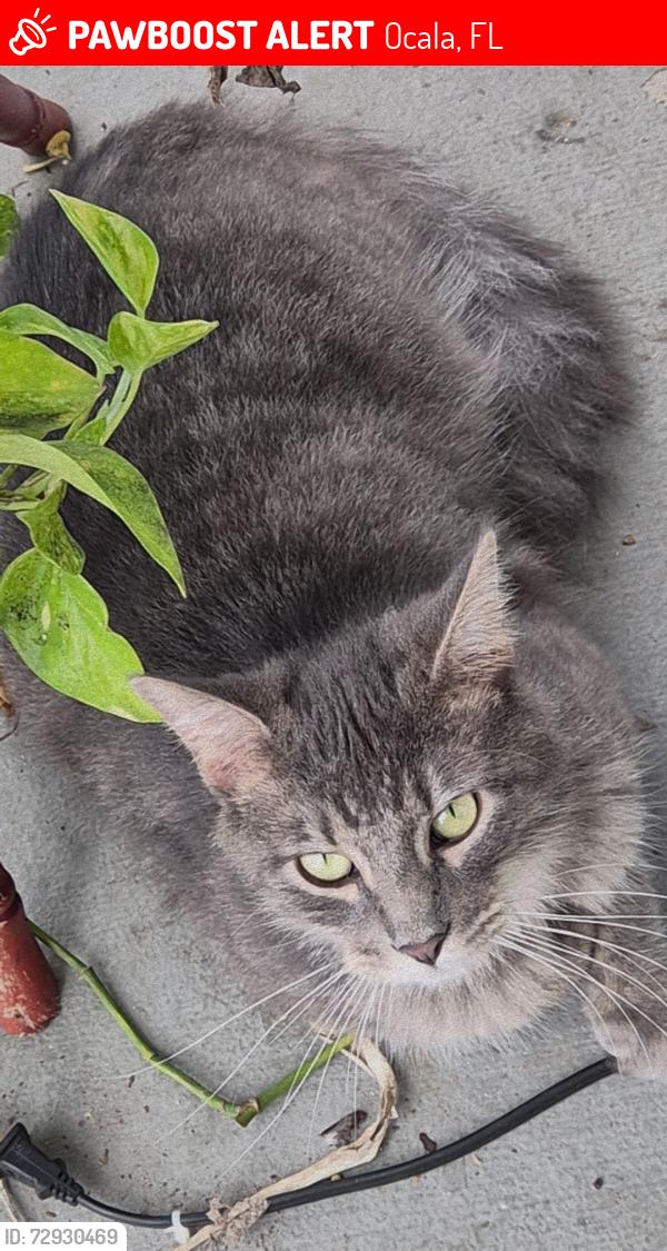 Lost Male Cat last seen 34th ave all the way down sw58th st, Ocala, FL 34471
