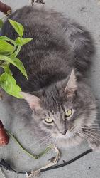 Lost Male Cat last seen 34th ave all the way down  sw58th st, Ocala, FL 34471