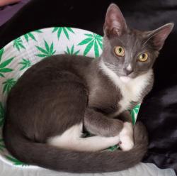Lost Female Cat last seen Near Timber Point St, San Antonio, TX 78250, San Antonio, TX 78250