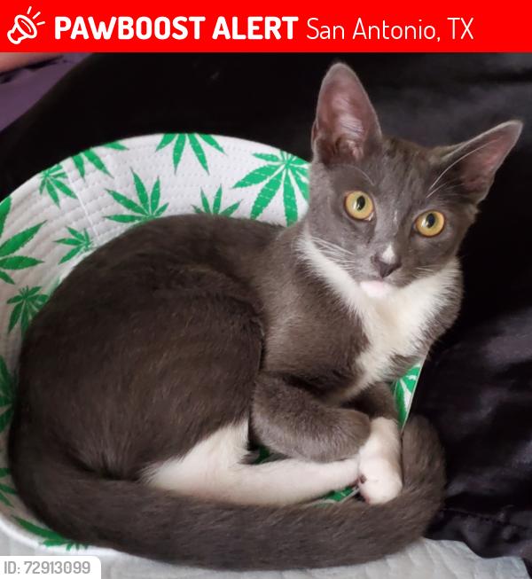 Lost Female Cat last seen Near Timber Point St, San Antonio, TX 78250, San Antonio, TX 78250