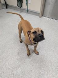 Shelter Stray Male Dog last seen BIG HORN BLVD / MCMILLAN RD, Elk Grove, CA 95624