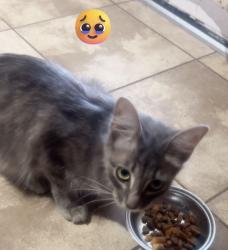 Reunited Female Cat last seen Cypress Springs High School and Dinner Creek, Cypress, TX 77433