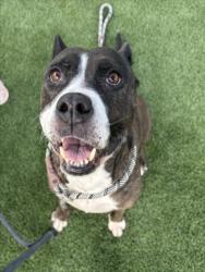 Shelter Stray Female Dog last seen , Los Angeles, CA 90031