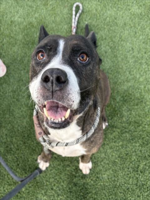 Shelter Stray Female Dog last seen , Los Angeles, CA 90031