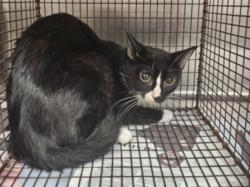 Shelter Stray Female Cat last seen , Los Angeles, CA 90031