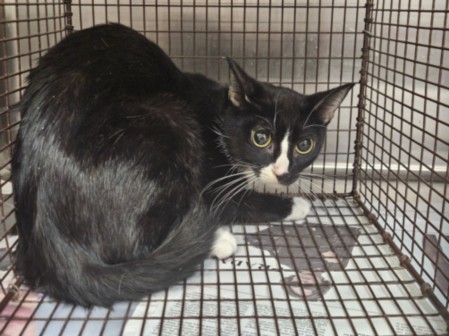 Shelter Stray Female Cat last seen , Los Angeles, CA 90031
