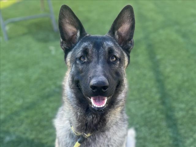 Shelter Stray Male Dog last seen , Los Angeles, CA 90031