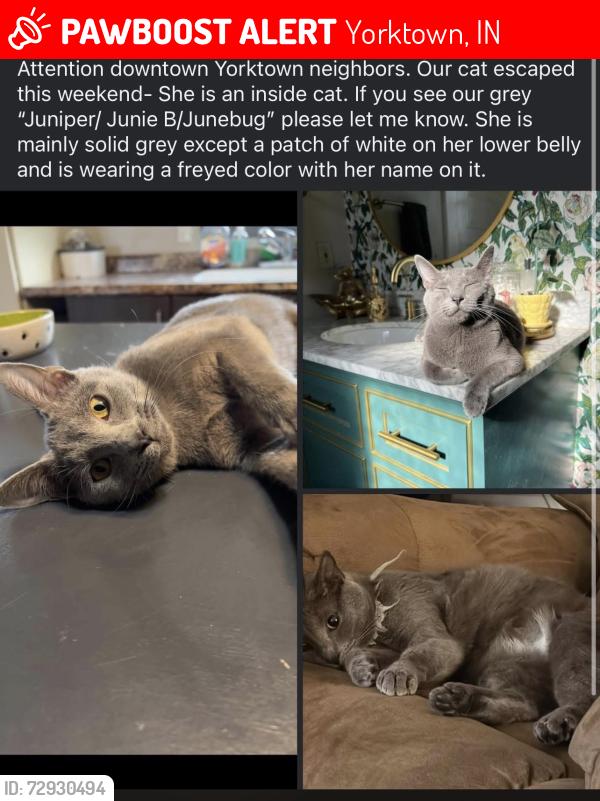 Lost Female Cat last seen Downtown Yorktown , Yorktown, IN 47396