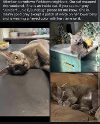 Lost Female Cat last seen Downtown Yorktown , Yorktown, IN 47396