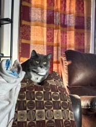 Lost Male Cat last seen Ontario st/western ave, Albany, NY 12203