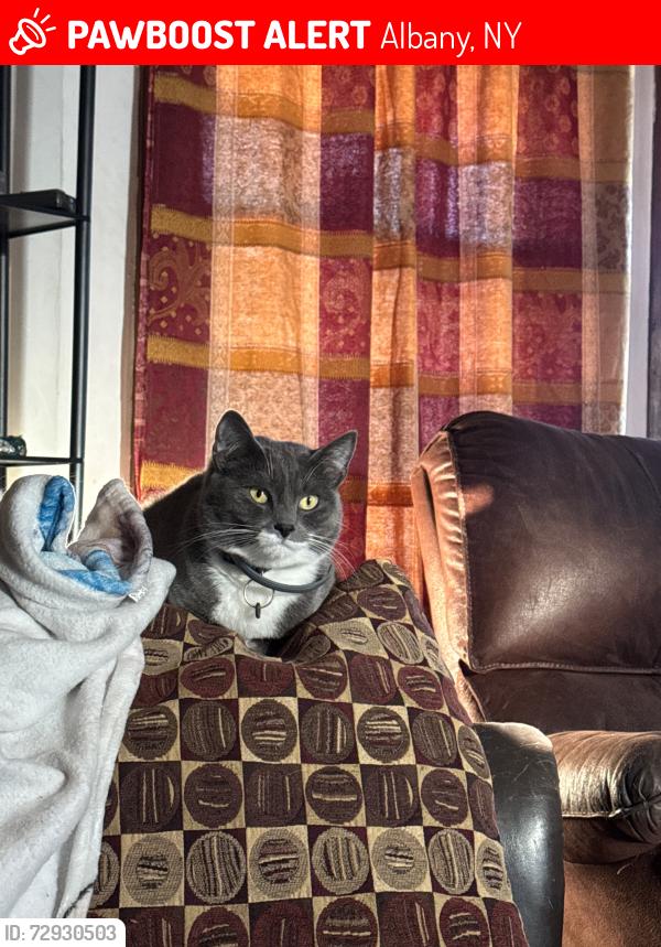Lost Male Cat last seen Ontario st/western ave, Albany, NY 12203