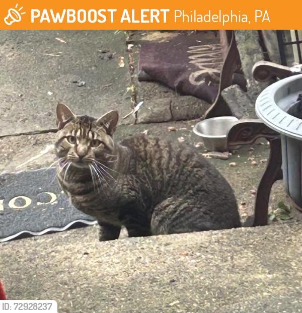 Found/Stray Unknown Cat last seen Erdrick and Deveraux, Philadelphia, PA 19135