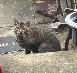 Found/Stray Unknown Cat last seen Erdrick and Deveraux, Philadelphia, PA 19135