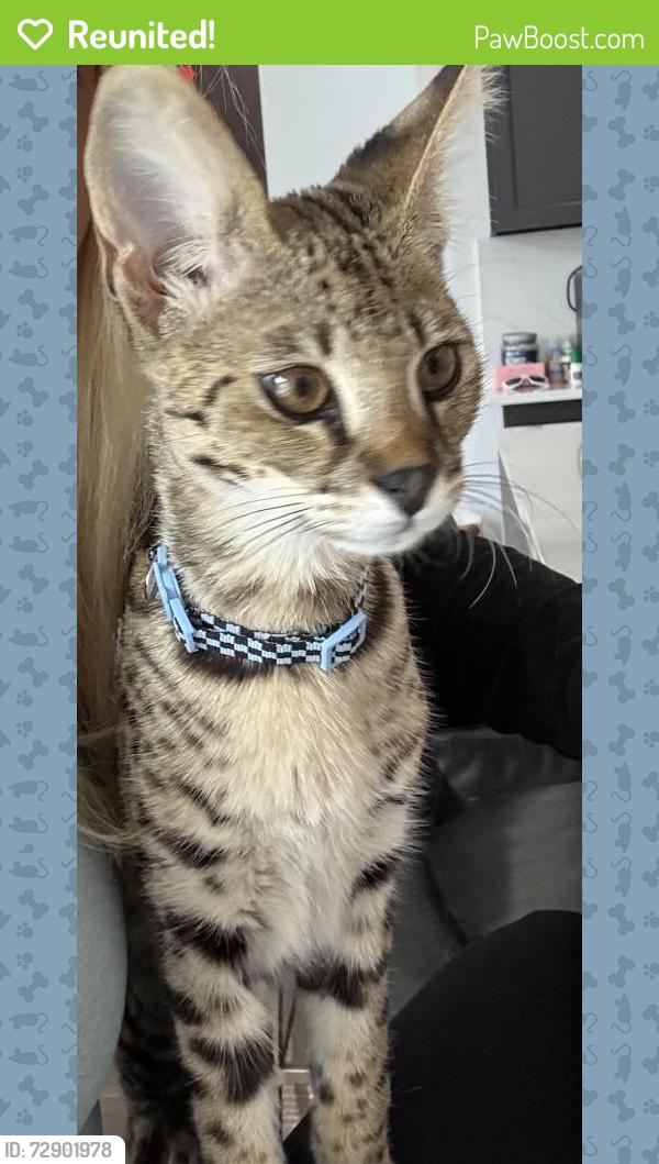 Reunited Male Cat last seen Parker and Winding Hollow , Plano, TX 75093